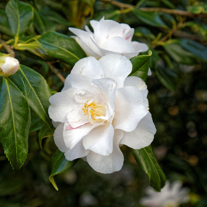 Camellia japonica 'Lady Vansittart' ~ Lady Vansittart Camellia-ServeScape