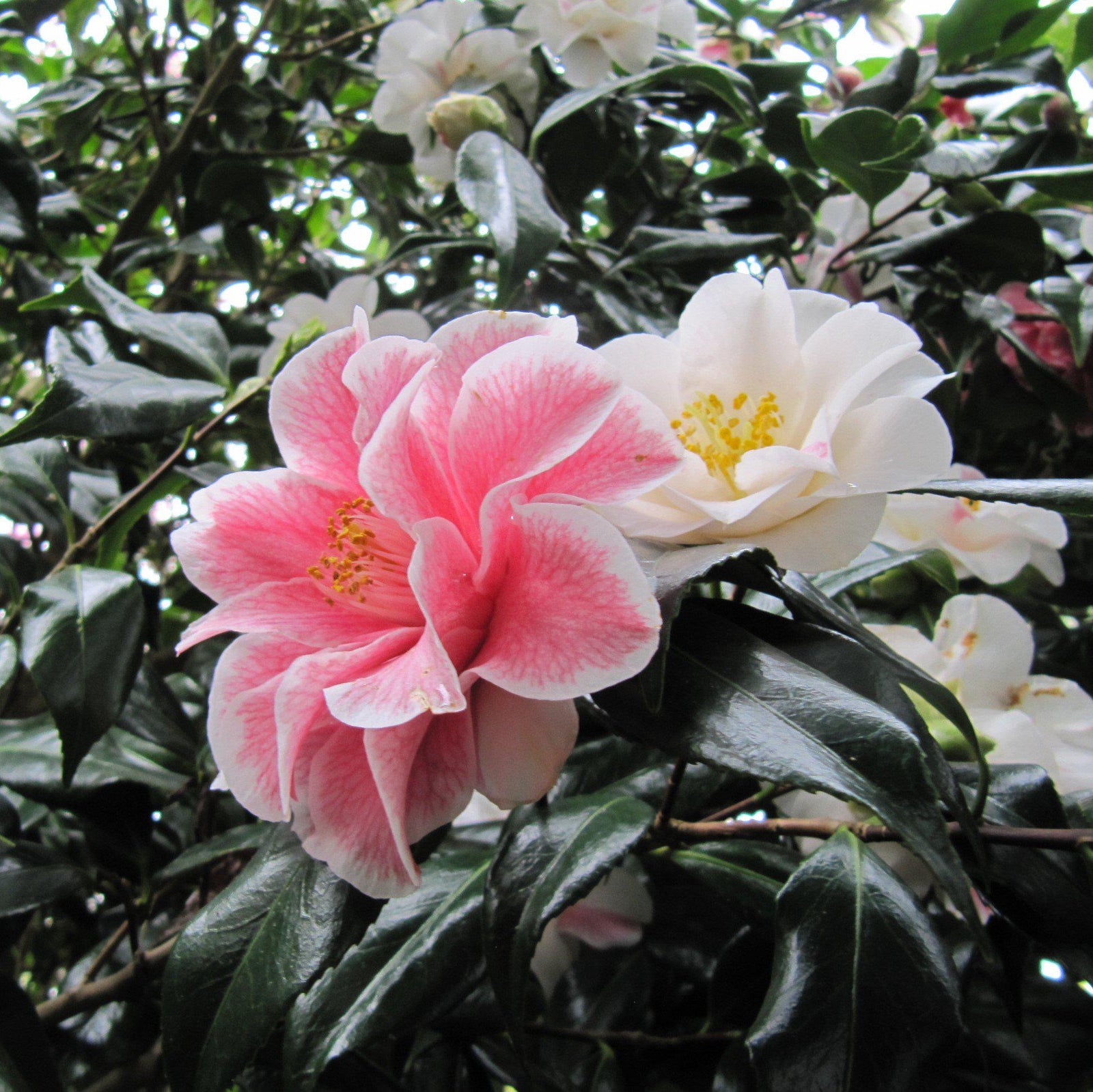 Camellia japonica 'Lady Vansittart' ~ Lady Vansittart Camellia-ServeScape
