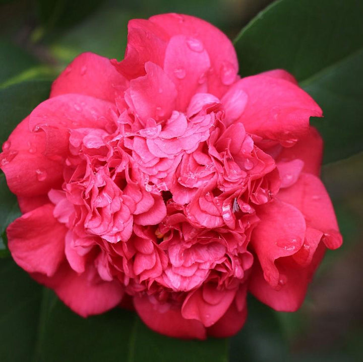 Camellia japonica 'Laura Walker' ~ Laura Walker Camellia-ServeScape