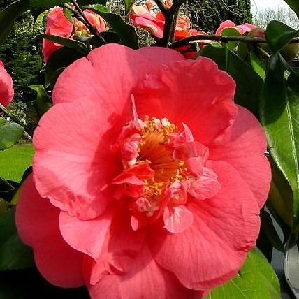 Camellia japonica 'Laura Walker' ~ Laura Walker Camellia-ServeScape