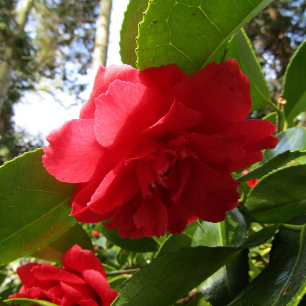 Camellia japonica 'Mathotiana' ~ Mathotiana Camellia-ServeScape