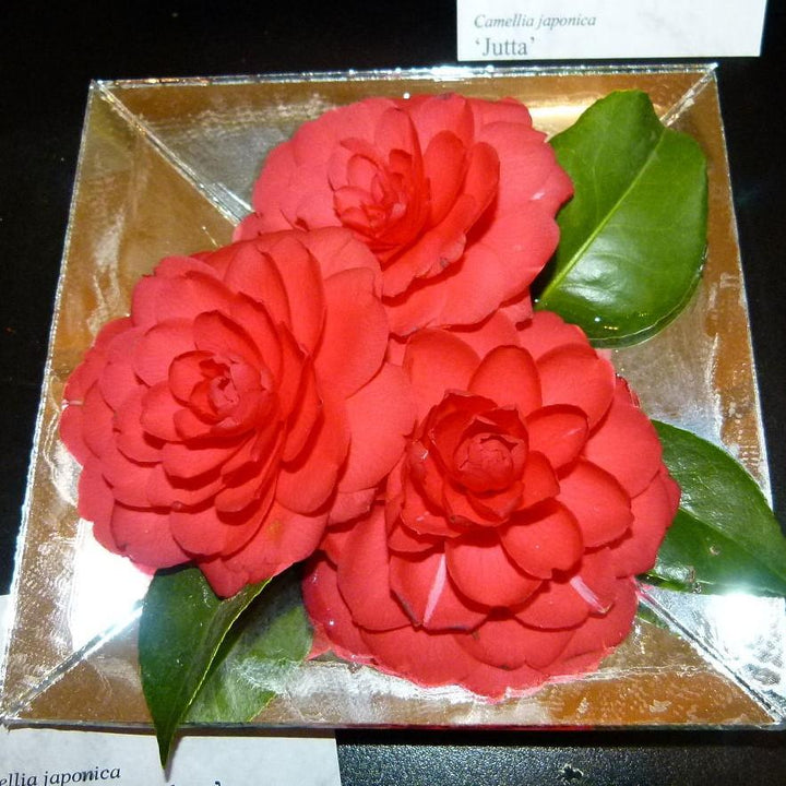 Camellia japonica 'Mathotiana' ~ Mathotiana Camellia-ServeScape