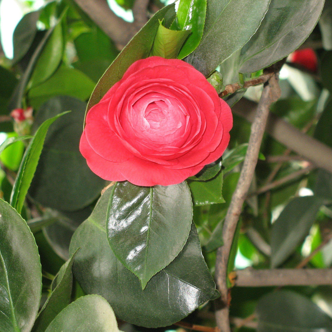 Camellia japonica 'Mathotiana' ~ Mathotiana Camellia - Delivered By ServeScape
