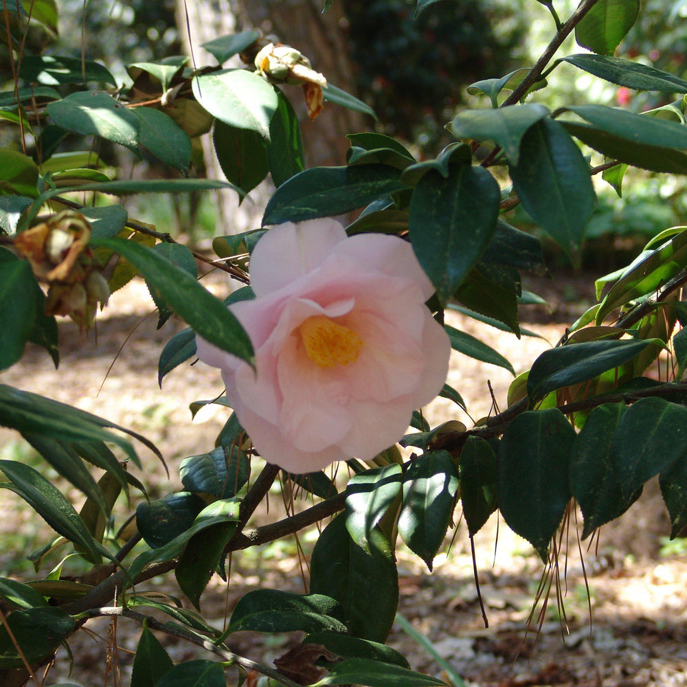Camellia japonica 'Moonlight Bay' ~ Moonlight Bay Camellia-ServeScape