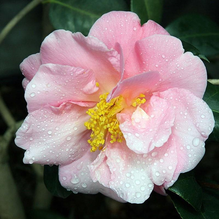 Camellia japonica 'Pink Icicle' ~ Pink Icicle Camellia-ServeScape