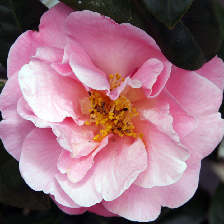 Camellia japonica 'Pink Icicle' ~ Pink Icicle Camellia - Delivered By ServeScape