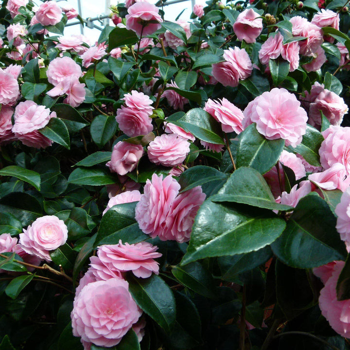 Camellia japonica 'Pink Perfection' ~ Pink Perfection Camellia-ServeScape