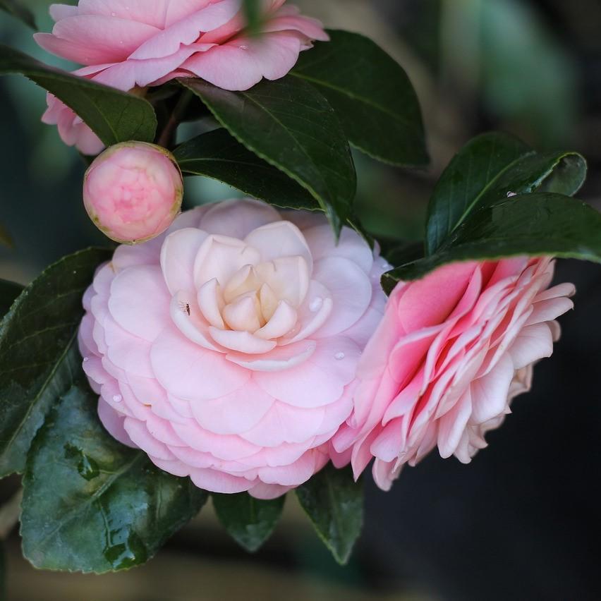 Camellia japonica 'Pink Perfection' ~ Pink Perfection Camellia-ServeScape