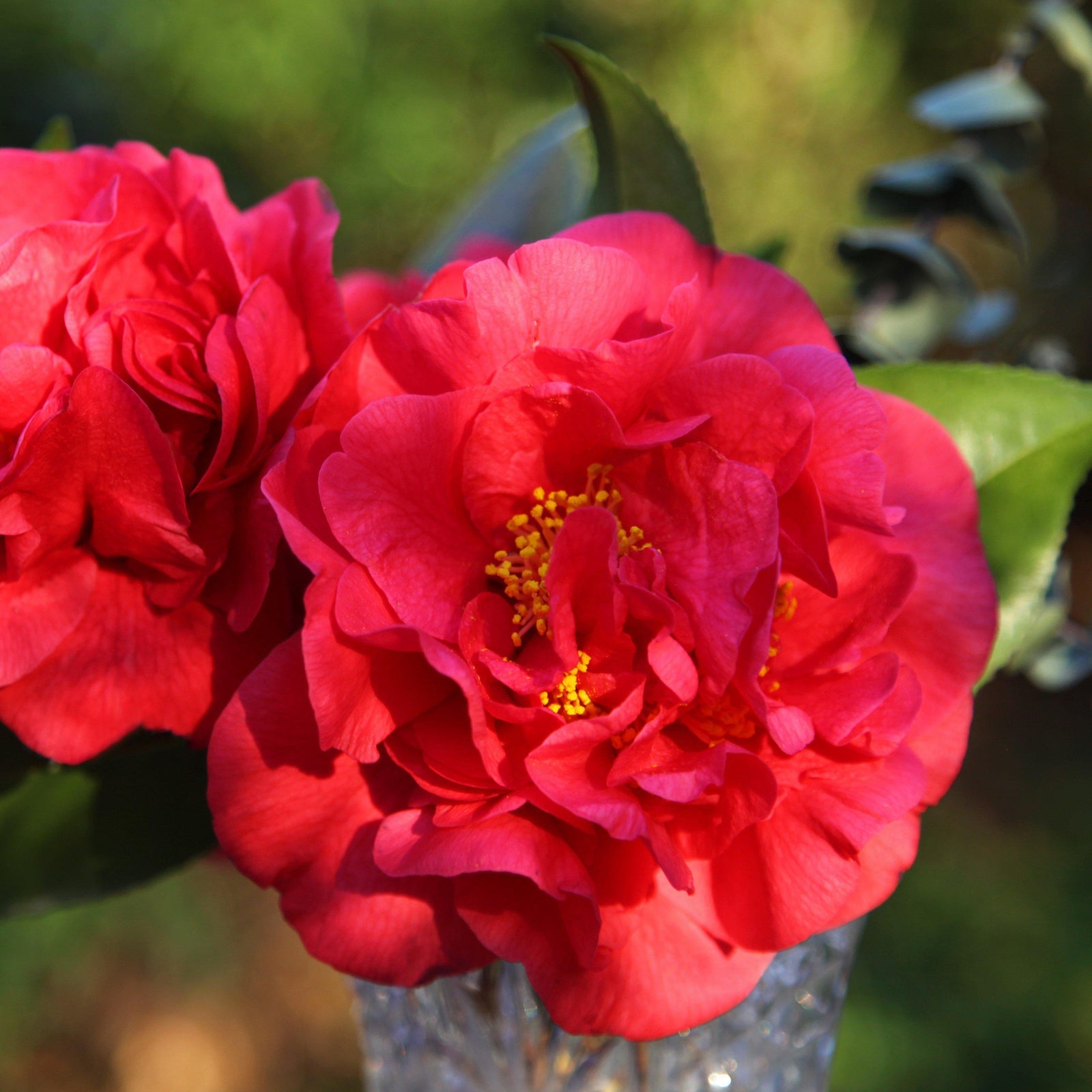 Camellia japonica 'Professor Charles S Sargent' ~ Professor Sargent Camellia - Delivered By ServeScape