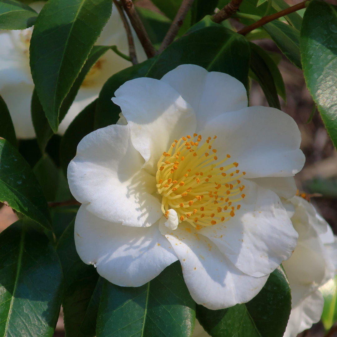 Camellia japonica 'Queen Bessie' ~ Queen Bessie Camellia-ServeScape