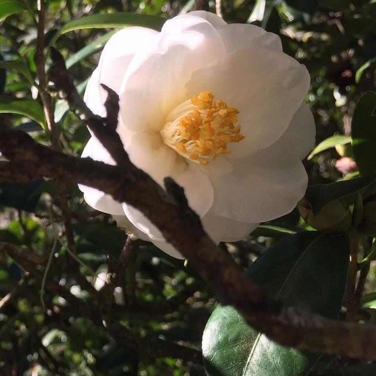 Camellia japonica 'Queen Bessie' ~ Queen Bessie Camellia-ServeScape