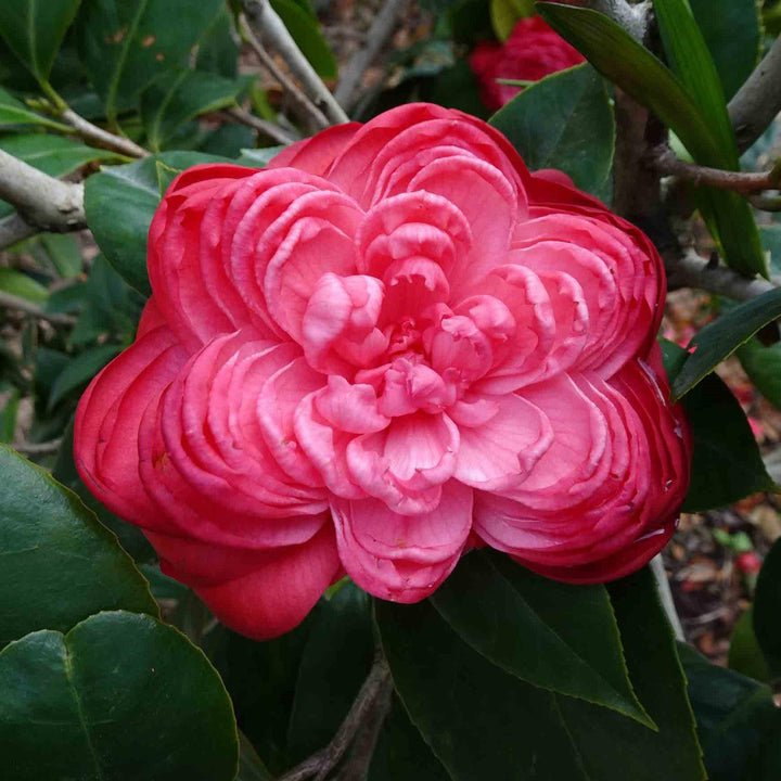 Camellia japonica 'Rosea Plena' ~ Rosea Plena Camellia-ServeScape