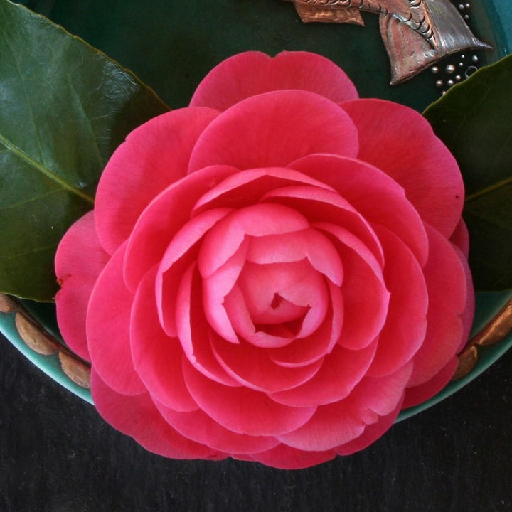 Camellia japonica 'Rosea Plena' ~ Rosea Plena Camellia-ServeScape