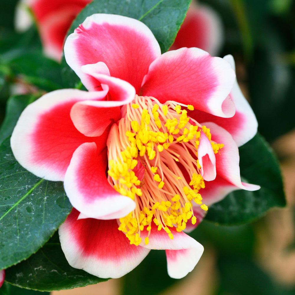 Camellia japonica 'Sadaharu Oh' ~ Sadaharu Oh Camellia - Delivered By ServeScape
