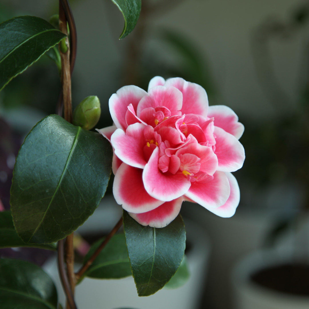 Camellia japonica 'Sadaharu Oh' ~ Sadaharu Oh Camellia-ServeScape