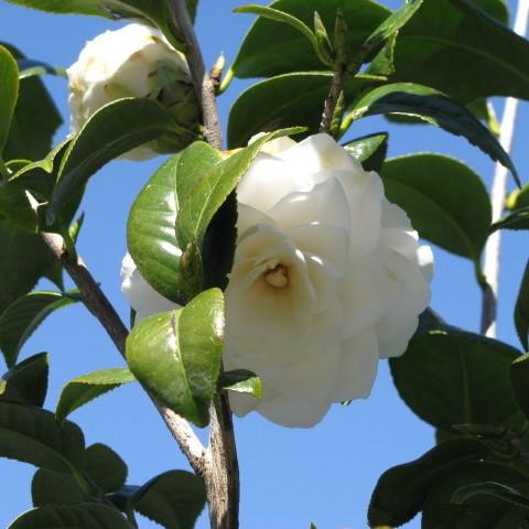 Camellia japonica 'Seafoam' ~ Seafoam Camellia-ServeScape