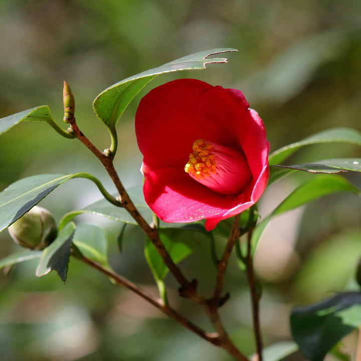 Camellia japonica 'Spring's Promise' ~ Spring's Promise Ice Angels® Camellia-ServeScape