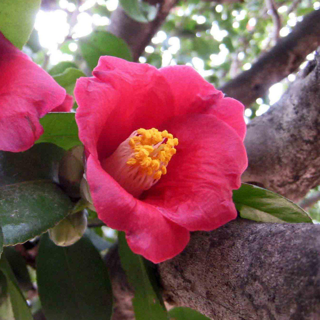 Camellia japonica 'Spring's Promise' ~ Spring's Promise Ice Angels® Camellia-ServeScape