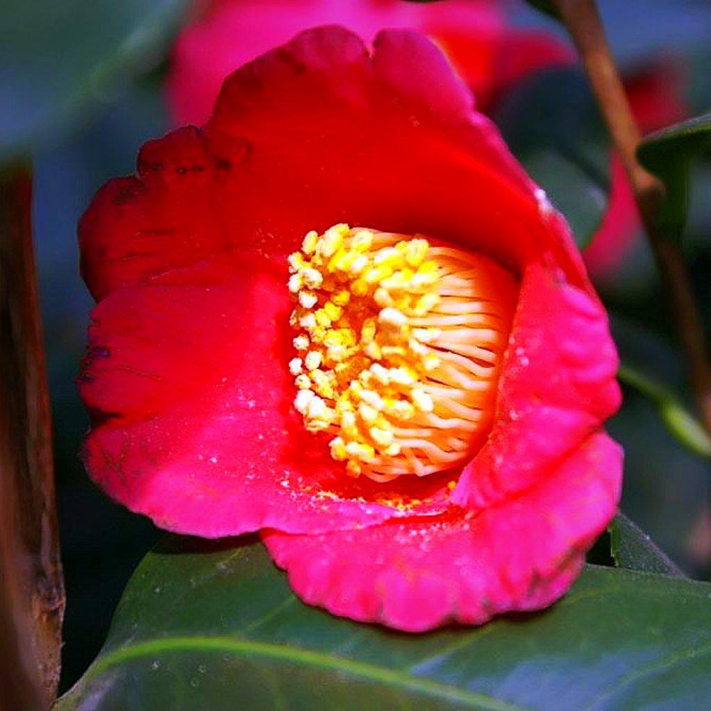 Camellia japonica 'Spring's Promise' ~ Spring's Promise Ice Angels® Camellia - Delivered By ServeScape
