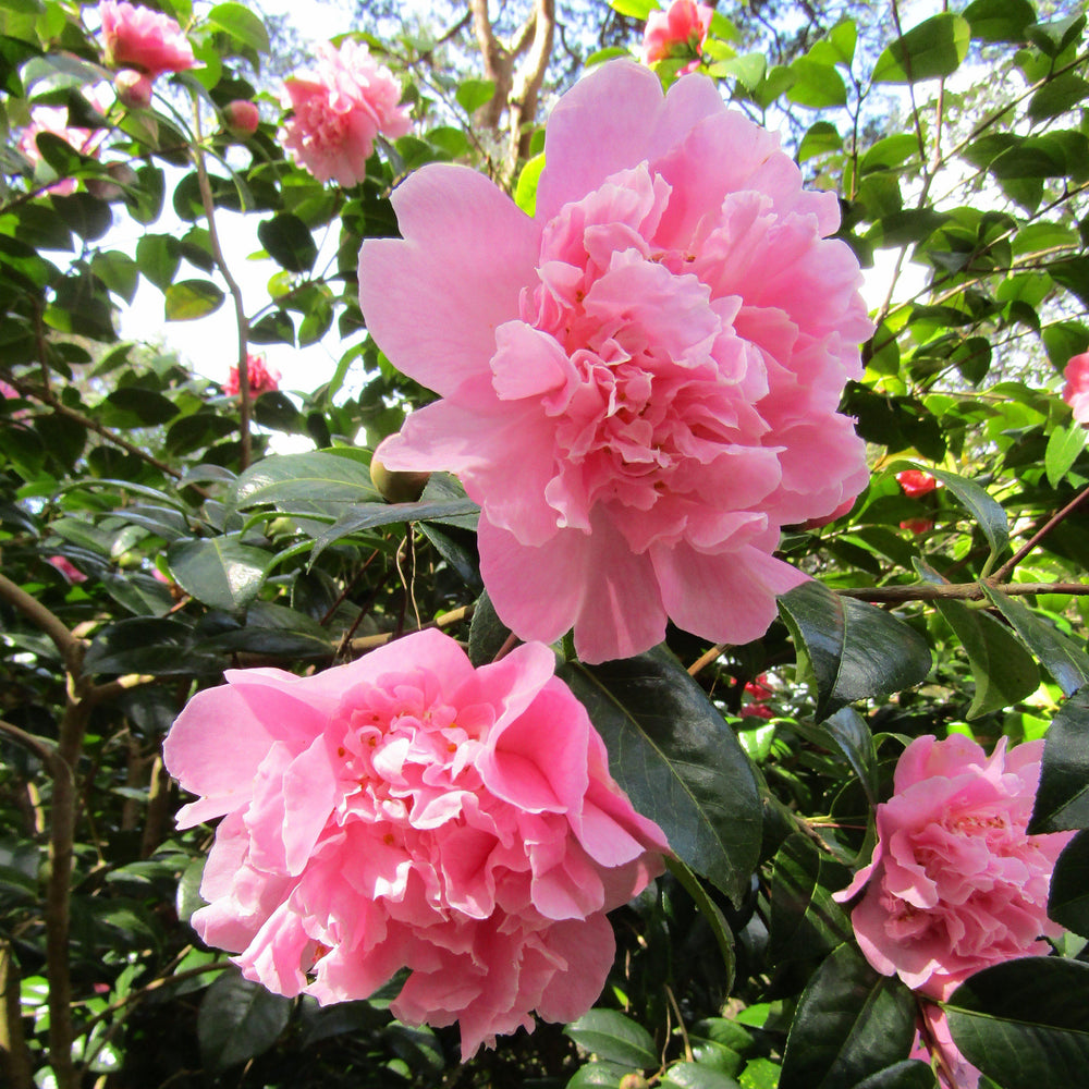 Camellia japonica 'Taylor's Perfection' ~ Taylor's Perfection Camellia-ServeScape