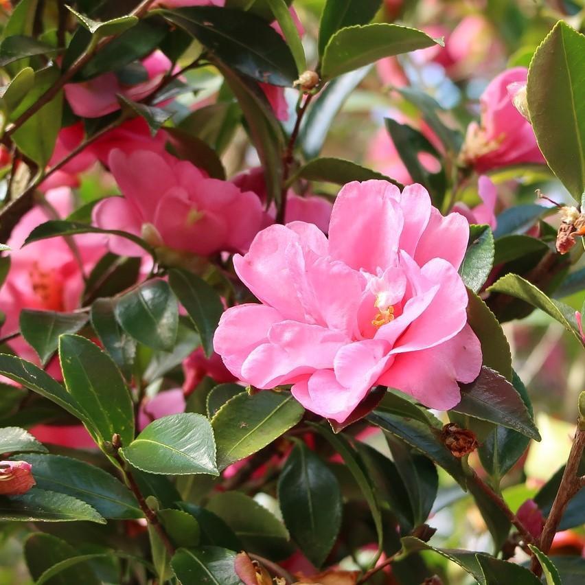 Camellia japonica 'Taylor's Perfection' ~ Taylor's Perfection Camellia - Delivered By ServeScape
