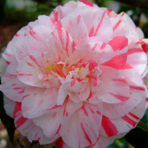 Camellia japonica 'Tricolor' ~ Tricolor Camellia-ServeScape