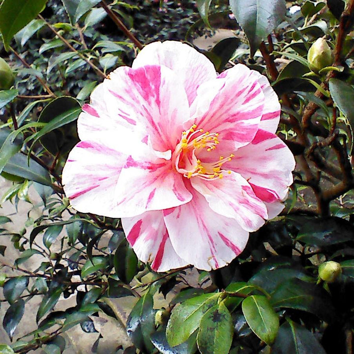 Camellia japonica 'Tricolor' ~ Tricolor Camellia-ServeScape