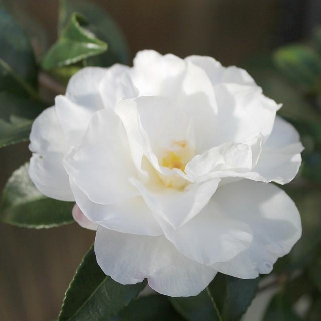 Camellia japonica 'Victory White' ~ Victory White Camellia-ServeScape