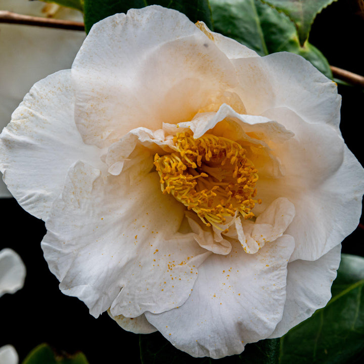Camellia japonica 'Victory White' ~ Victory White Camellia-ServeScape