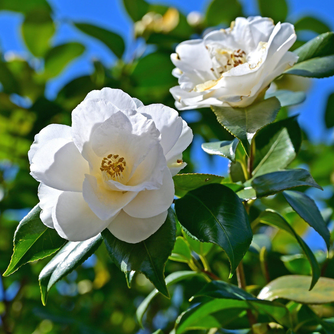 Camellia japonica 'Victory White' ~ Victory White Camellia - Delivered By ServeScape
