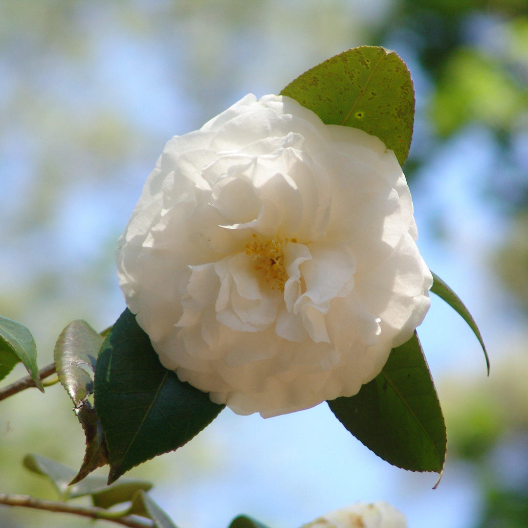 Camellia japonica 'White By The Gate' ~ White By The Gate Camellia-ServeScape