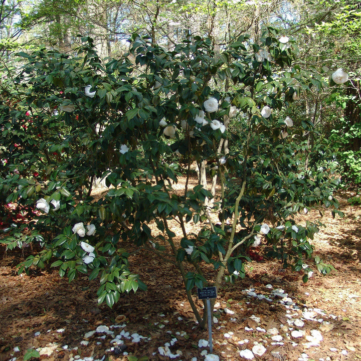 Camellia japonica 'White By The Gate' ~ White By The Gate Camellia-ServeScape