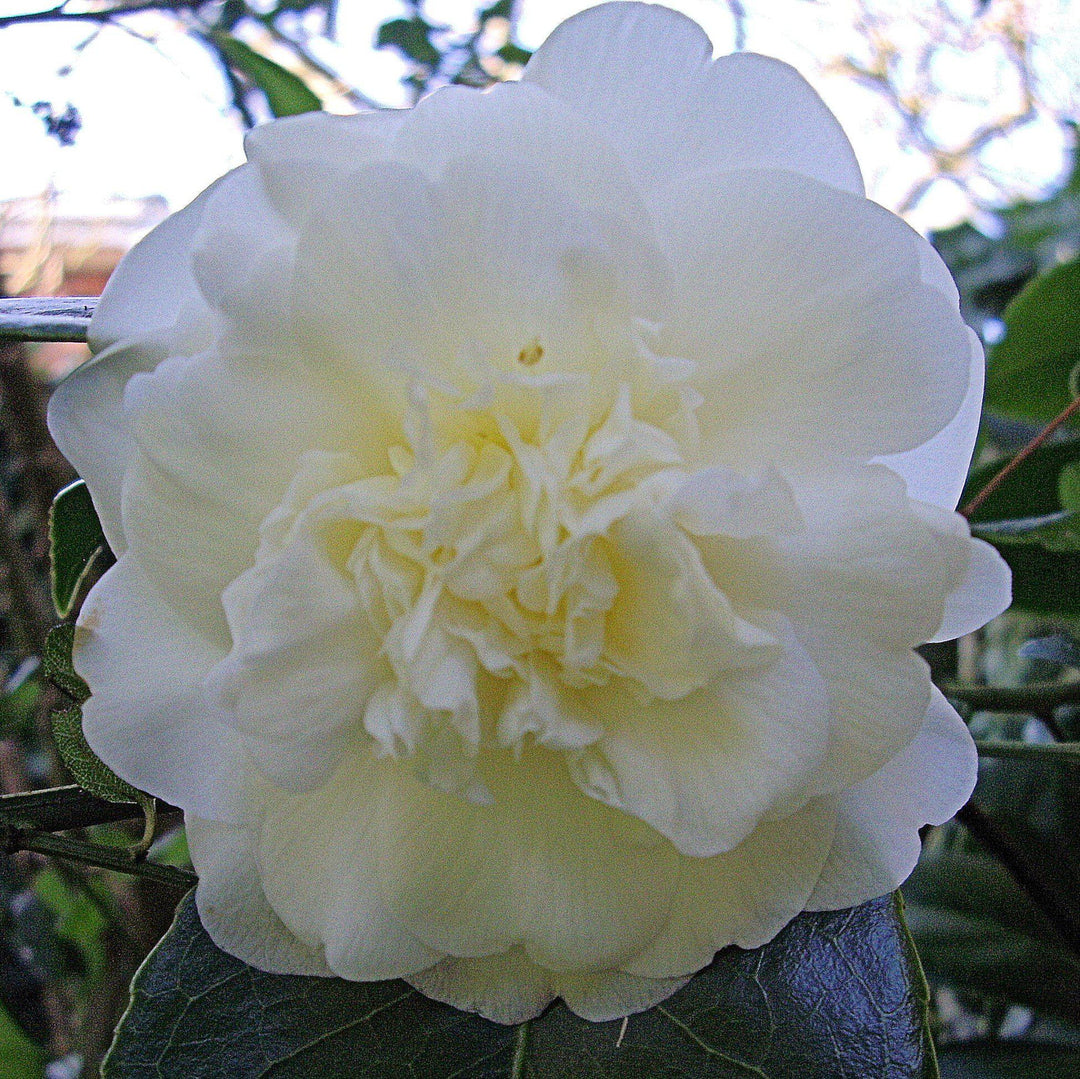Camellia japonica 'White Debutante' ~ White Debutante Camellia-ServeScape