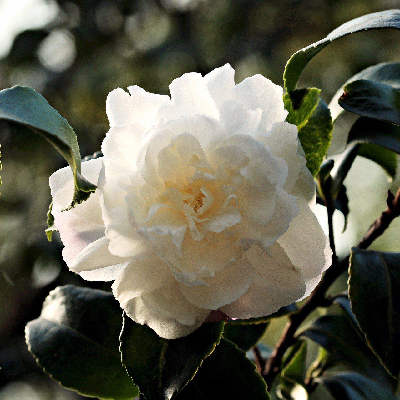 Camellia japonica 'White Debutante' ~ White Debutante Camellia - Delivered By ServeScape