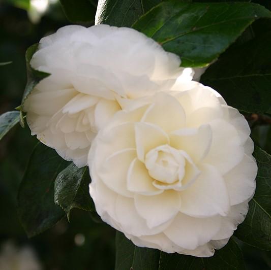 Camellia japonica 'White Perfection' ~ White Perfection Camellia-ServeScape