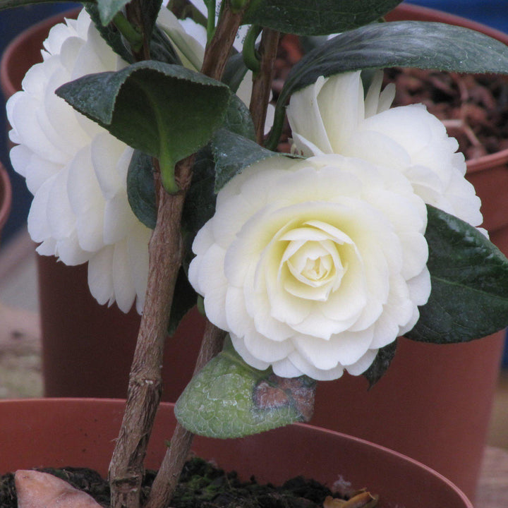 Camellia japonica 'White Perfection' ~ White Perfection Camellia-ServeScape