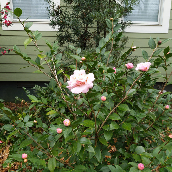 Camellia lutchuensis 'High Fragrance' ~ High Fragrance Camellia - Delivered By ServeScape