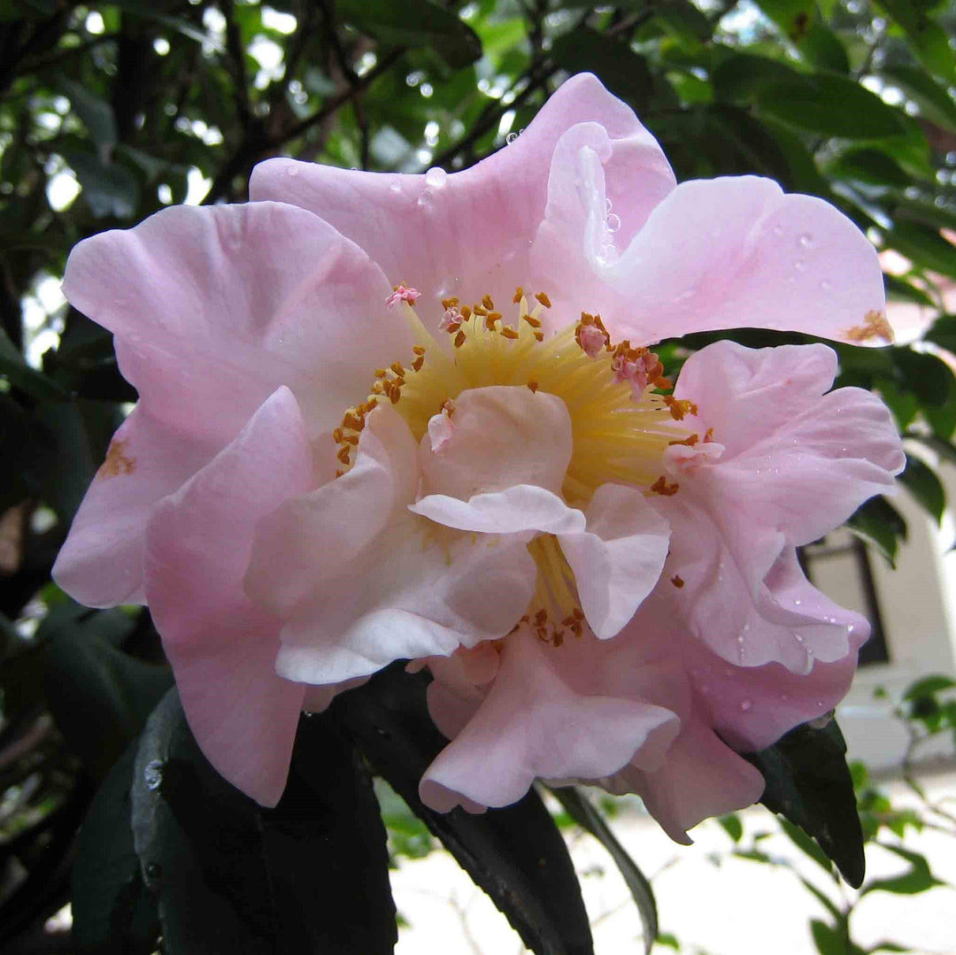 Camellia lutchuensis 'High Fragrance' ~ High Fragrance Camellia-ServeScape