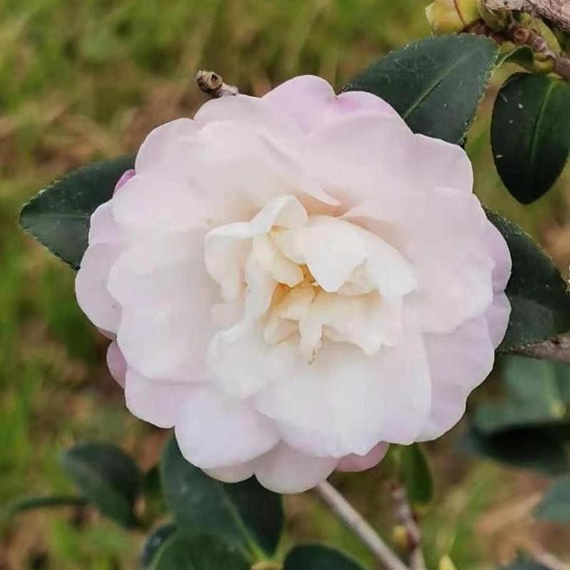 Camellia sasanqua 'Asakura' ~ Asakura Camellia-ServeScape