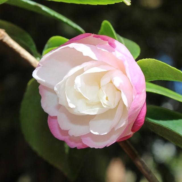 Camellia sasanqua 'Asakura' ~ Asakura Camellia-ServeScape