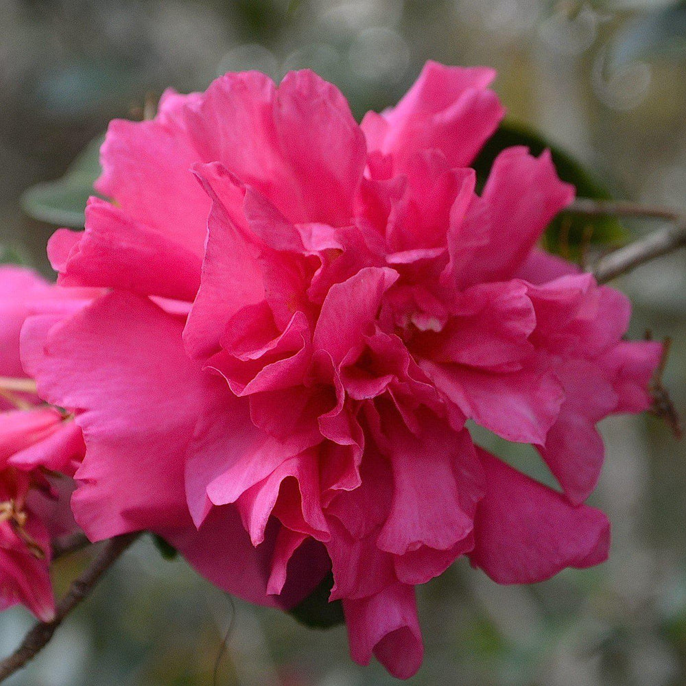 Camellia sasanqua 'Bonanza' ~ Bonanza Camellia-ServeScape