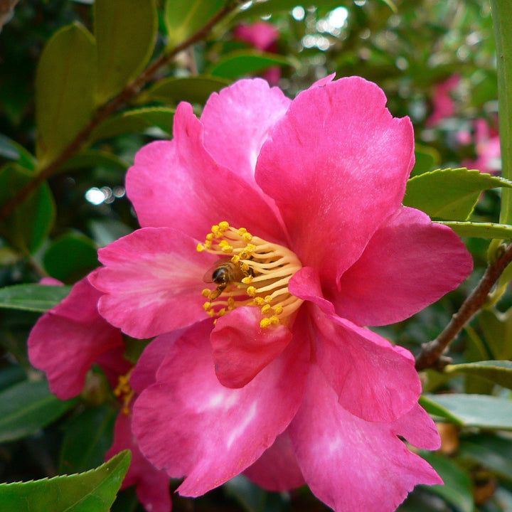 Camellia sasanqua 'Bonanza' ~ Bonanza Camellia-ServeScape