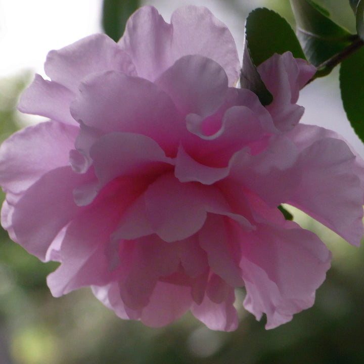 Camellia sasanqua 'Cotton Candy' ~ Cotton Candy Camellia-ServeScape
