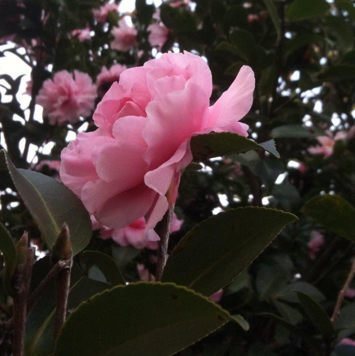 Camellia sasanqua 'Cotton Candy' ~ Cotton Candy Camellia-ServeScape