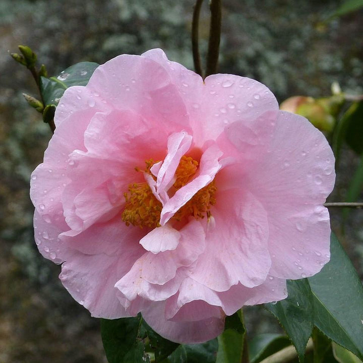 Camellia sasanqua 'Cotton Candy' ~ Cotton Candy Camellia - Delivered By ServeScape