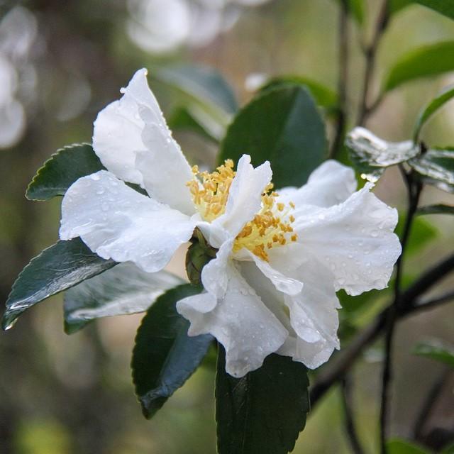 Camellia sasanqua 'Daydream Believer' ~ Daydream Believer Camellia-ServeScape