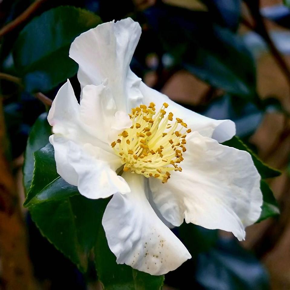 Camellia sasanqua 'Daydream Believer' ~ Daydream Believer Camellia - Delivered By ServeScape