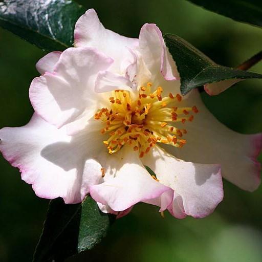 Camellia sasanqua 'Daydream' ~ Daydream Camellia-ServeScape