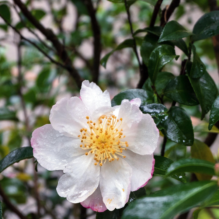 Camellia sasanqua 'Daydream' ~ Daydream Camellia - Delivered By ServeScape