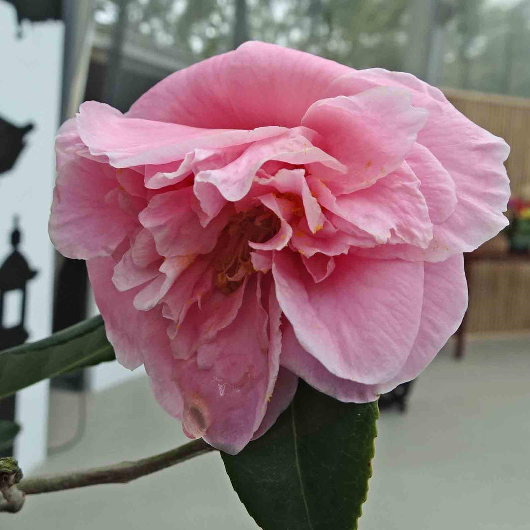Camellia sasanqua 'Egao Corkscrew' ~ Egao Corkscrew Camellia-ServeScape